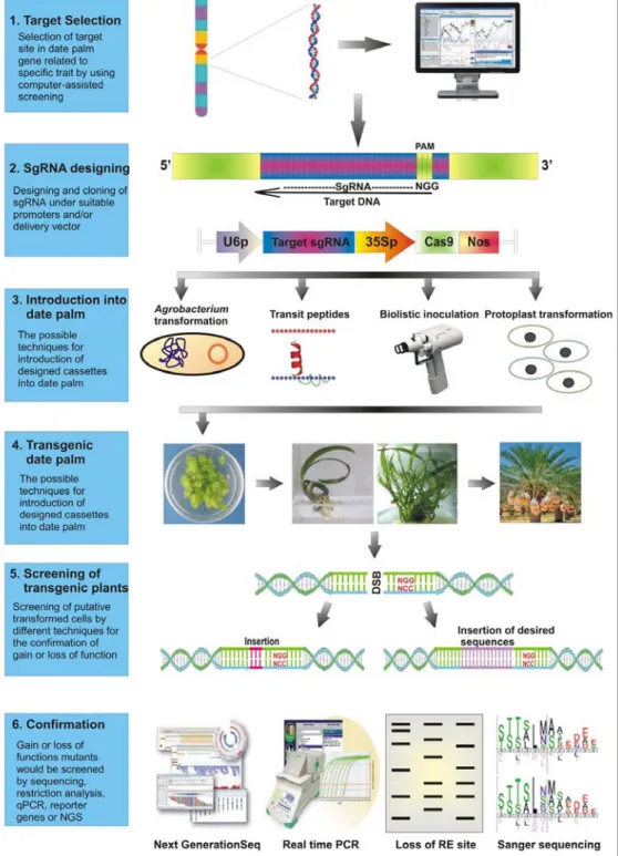 FIGURE 2. A schematic diagram representing the  execution of CRISPR/Cas9 based system in date palm  genome editing