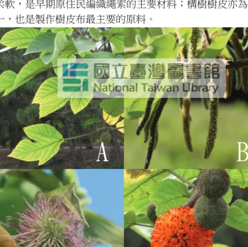 圖 3.  構樹的外觀，A 構樹的葉、B 雄花、C 雌花及 D 果實。 