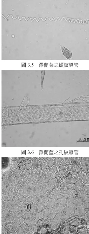 圖 3.2 澤蘭葉之非腺毛 圖 3.3 澤蘭葉之腺毛 圖 3.4 澤蘭葉之腺毛與非腺毛 圖 3.5 澤蘭葉之螺紋導管圖3.6 澤蘭莖之孔紋導管圖3.7 佩蘭之上表皮細胞