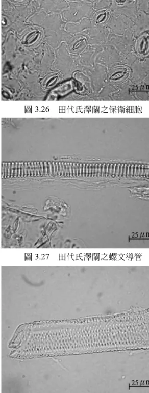 圖 3.23 華澤蘭之腺鱗 圖 3.24 華澤蘭之厚壁細胞 圖 3.25 田代氏澤蘭之非線毛 圖 3.26 田代氏澤蘭之保衛細胞圖3.27 田代氏澤蘭之螺文導管圖3.28 田代氏澤蘭之螺文導管