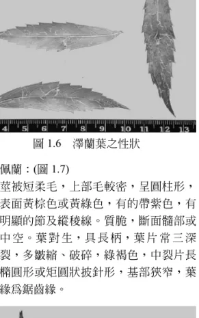 圖 1.6 澤蘭葉之性狀 佩蘭：(圖 1.7) 莖被短柔毛，上部毛較密，呈圓柱形， 表面黃棕色或黃綠色，有的帶紫色，有 明顯的節及縱稜線。質脆，斷面髓部或 中 空。葉 對 生，具 長 柄，葉 片 常 三 深 裂，多皺縮、破碎，綠褐色，中裂片長 橢圓形或矩圓狀披針形，基部狹窄，葉 緣為鋸齒緣。 圖 1.7 佩蘭之性狀 山澤蘭：(圖 1.8) 本品全草密生粗毛，莖粗大。葉對生， 有柄，表面粗糙，披針形，先端漸尖，三 深 裂 或 全 裂。裂 片 披 針 形，先 端 銳尖，基部銳形，銳齒緣。頭狀花序，白色，總苞長橢