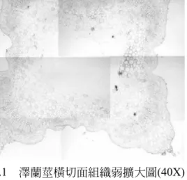 圖 2.1 澤蘭莖橫切面組織弱擴大圖(40X) ep co cx v m 圖 2.2 澤蘭莖橫切面組織圖 sp epupa hngepl圖2.3 澤蘭葉藥材橫切面組織圖epexvm圖2.4 佩蘭莖橫切面組織圖