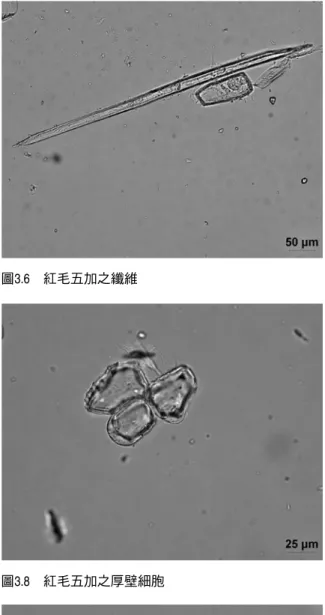 圖 3.9　紅毛五加之下皮細胞 圖 3.10　紅毛五加之薄壁細胞