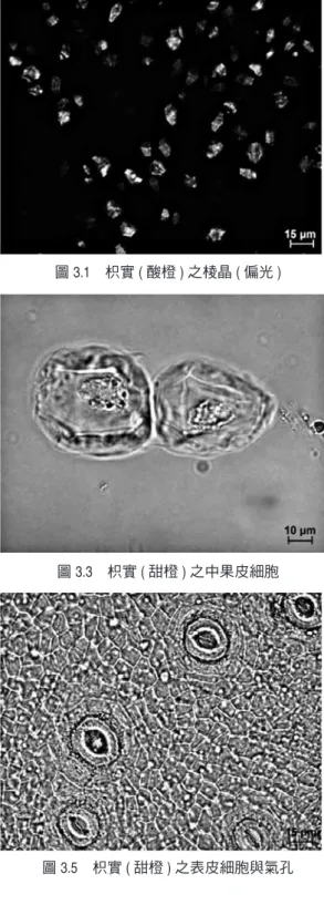 圖 3.1　枳實 ( 酸橙 ) 之棱晶 ( 偏光 )  圖 3.2　枳實 ( 酸橙 ) 之網紋導管 圖 3.3　枳實 ( 甜橙 ) 之中果皮細胞  圖 3.4　枳實 ( 甜橙 ) 之螺紋導管 圖 3.5　枳實 ( 甜橙 ) 之表皮細胞與氣孔  圖 3.6　綠衣枳實之管胞 2