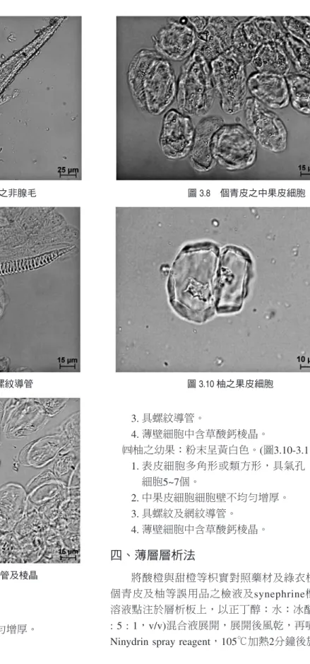 圖 3.7　綠衣枳實之非腺毛  圖 3.8　個青皮之中果皮細胞 圖 3.9 個青皮之螺紋導管  圖 3.10 柚之果皮細胞 圖 3.11 柚之網紋導管及棱晶 衛細胞6~8個。 2