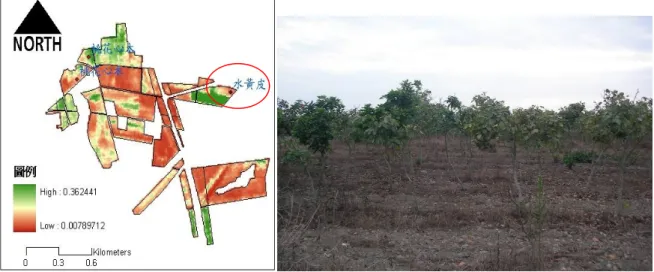 圖 7  生長欠佳之水黃皮造林地 