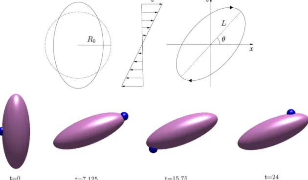 Fig. 8. The simulation setup of a vesicle motion in a shear ﬂow (top) and the tank-treading motion of a vesicle with ν = 0 