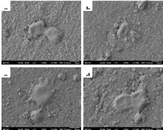 Figure 1 SEM images of MG63s attached on the surfaces of various specimens after 6 h of incubation