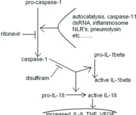 Figure 4: Diagram of another aspect of disulfiram + ritonavir of potential benefit to glioblastoma treatment effectiveness