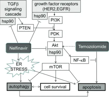 Figure  5:  Schema  indicating  how  HSP90,  and  hence  its  inhibition  by  nelfinavir  (NFV)  sit  at  several  crossroads  previously documented as crucial for glioblastoma growth