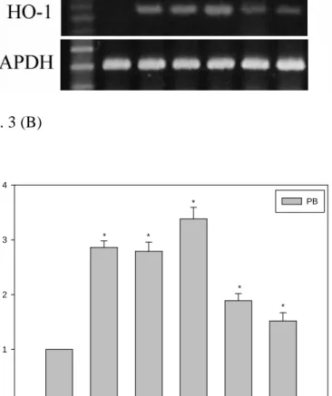 Fig. 3 (A) Kinetics of HO-1 mRNA gene expression in human pulp cells exposed to