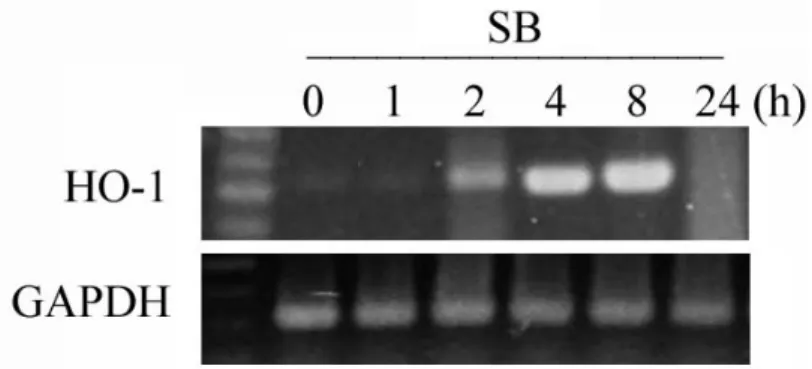 Fig. 4 (A) Kinetics of HO-1 mRNA gene expression in human pulp cells exposed to