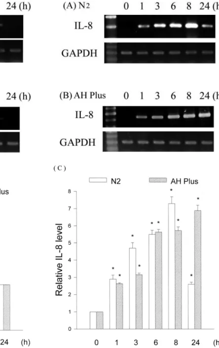 Figure 2. IL-8 expression by (A) N2 or (B) AH Plus-treated human osteoblastic cells for 0, 1, 3, 6, 8, and 24 h incubation periods by RT-PCR assay