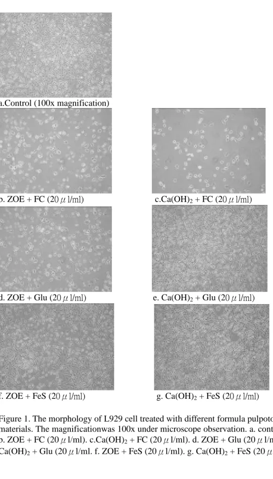 Figure 1. The morphology of L929 cell treated with different formula pulpotomy materials