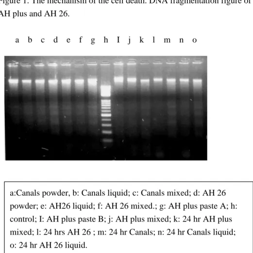 TABLE 5 The comet assay of the AH26 and AH plus sealers. Condition N Migration(M ± SD) (Length-Diameter) Shape Factor (M ± SD)(Length / Diameter) DMSO 50 44.16 ± 1.47 F = 5.20 1.00 ± 0 F = 89.23 (Negative Control) 4NQO 50 57.89 ± 5.84 P=0.025* 2.75 ± 0.19 