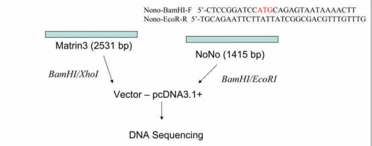Figure 3. To study the function of Matrin3 and p54 nrb /NonO, we first construct the expression clone of Matrin3 and p54 nrb /NonO into expression vector (pcDNA3.1+).