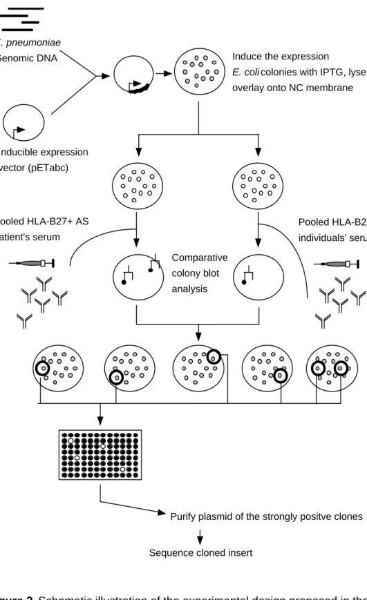 Figure 2. Schematic illustration of the experimental design proposed in the first year.