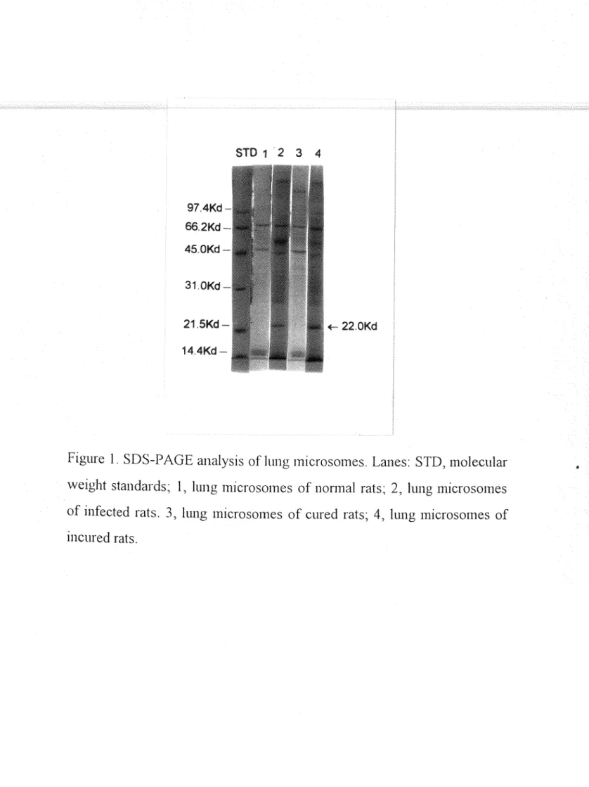 Figure  1.  SDS-PAGE analysìs  of lung microsomes.  Lanes:  STD, molecular  weìght  standards;  1 ,  lung  microsomes  of nonnal  rats;  2 ,  lung  microsomes  of infected  rats