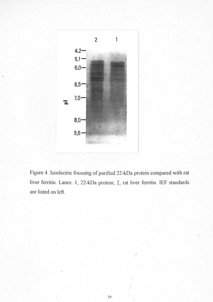 Figure 4.  Isoelectric focusing of purifíed  22次Da proteín compared with rat  liver ferritin