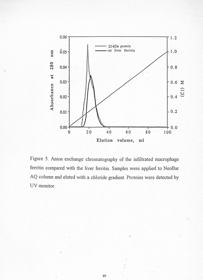 Figure  5.  A l1 Ìo l1  exchange  chromatography  of the  Ì l1 filtrated  macrophage 