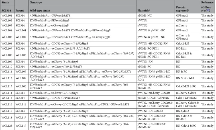 Table 1.  C. albicans strains used in this study.  a RN indicated as mCherry (1–159) and RC indicated as mCherry  (160–237).