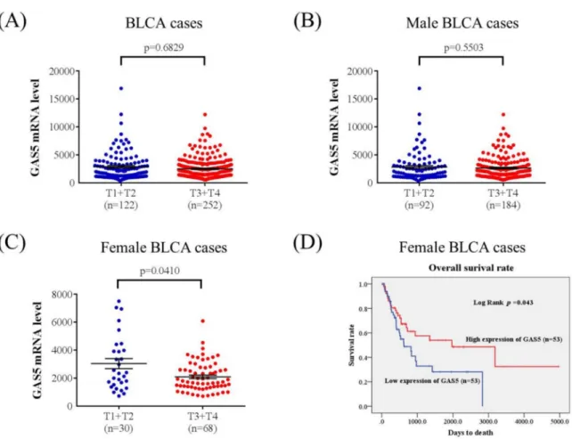 Figure 1. The clinical relevance of GAS5 levels in bladder urothelial carcinoma (BLCA) patients, obtained from the Cancer Genome Atlas (TCGA) database