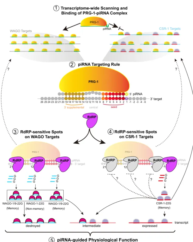 Figure 7. Model for a Regulatory Landscape of piRNAs in the C. elegans Germline