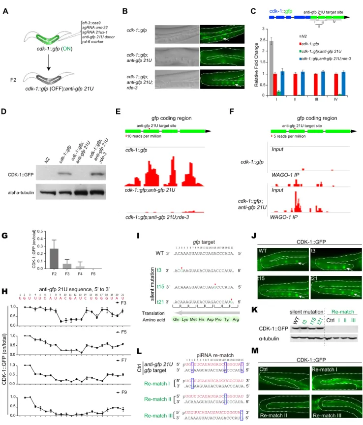 Figure S4. anti-gfp piRNA Silences Its Target cdk-1::gfp, Related to Figure 4 (A) Generation of CRISPR-Cas9-mediated anti-gfp piRNA knock-in strain.