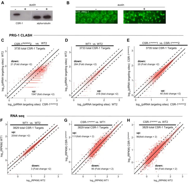 Figure S6. Analysis of CLASH Dataset and mRNA-seq, Related to Figure 6