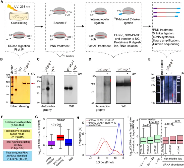 Figure 1. PRG-1 CLASH Identifies piRNA-Target Chimeras in C. elegans