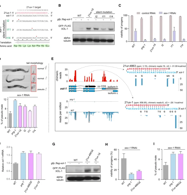 Figure 5. 21ur-4863 and 21ux-1 Suppress xol-1 Function in Sex Determination