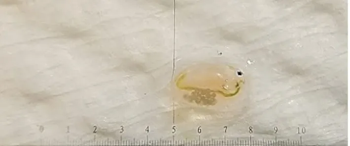 圖 8  實驗時使用體型大小約 2.5mm~3mm 之水蚤  二、手機顯微鏡觀察操作流程圖
