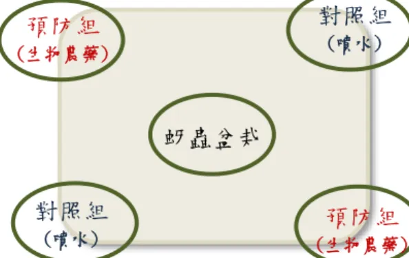 圖 23b  預防性噴灑設定示意圖  圖 24 膠帶黏背側，腹部朝上 (1)細目養蟲籠中央放置已感染蚜蟲作物3 盆，計算數量後噴灑生物農藥試劑。 (2)兩對角線處放置已噴灑生物農藥的作物作為治療組，以及噴水作為對照組。(圖 23a) 2