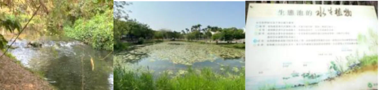 圖 10.千禧公園之生態池淨水之生態工法 