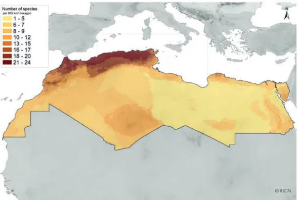Figure 4. Species richness of breeding raptors of North Africa. Map based on the data collected by the authors.