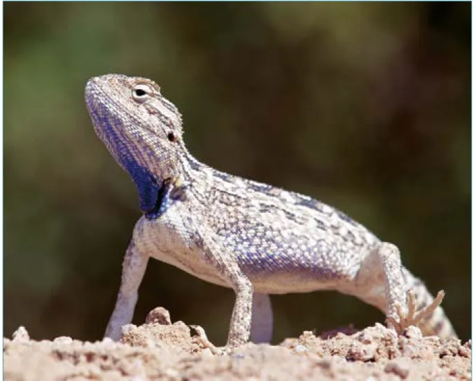 Figure 8: Some reptiles from Kuwait.  Trapelus persicus (Photo from Abdul Aziz Al Yousef).