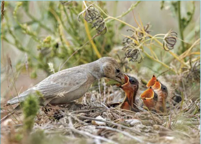 Figure 15: Birds of Kuwait. A female feeding its chicks (Photos from Abdul Al-Azizi Al Yousef).