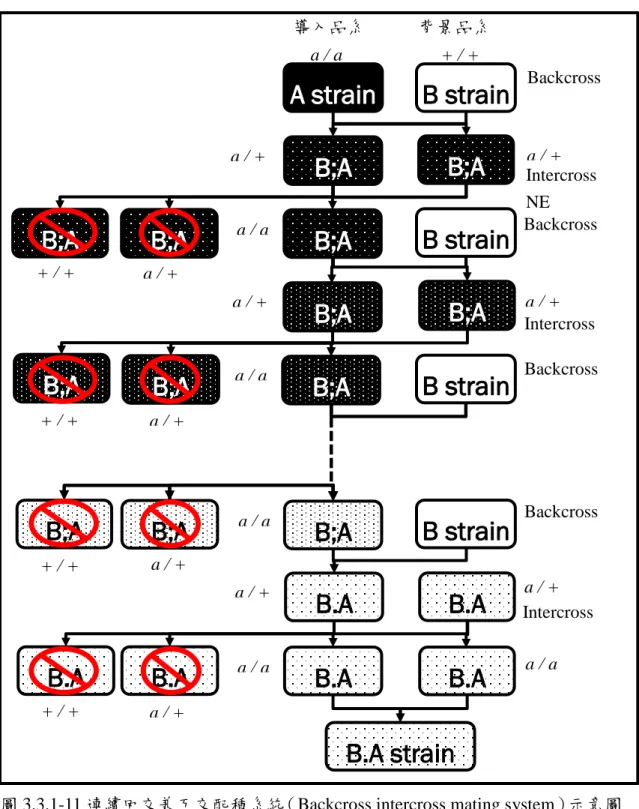 圖 3.3.1-11 連續回交兼互交配種系統（Backcross intercross mating system）示意圖 