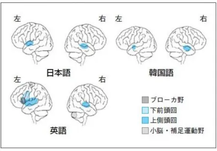 図 3-1： 多 言 語 話 者 の 使 用 言 語 に よ る 脳 活 性 の 部 位  ( 佐 藤 2008)  