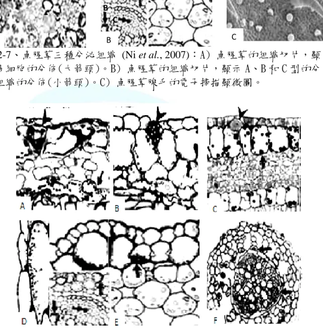 圖 2-7、魚腥草三種分泌組織  (Ni et al., 2007)：A) 魚腥草的組織切片，顯 示油細胞的分佈(大箭頭)。B) 魚腥草的組織切片，顯示 A、B 和 C 型的分 泌組織的分佈(小箭頭)。C) 魚腥草腺毛的電子掃描顯微圖。 