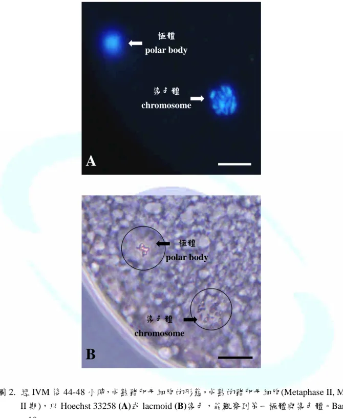 圖 2. 經 IVM 後 44-48 小時，成熟豬卵母細胞的形態。成熟的豬卵母細胞(Metaphase II, M II 期)，以 Hoechst 33258 (A)或 lacmoid (B)染色，能觀察到第一極體與染色體。Bar