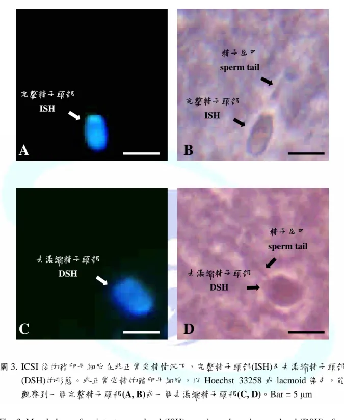 圖 3. ICSI 後的豬卵母細胞在非正常受精情況下，完整精子頭部(ISH)及去濃縮精子頭部 (DSH)的形態。非正常受精的豬卵母細胞，以 Hoechst 33258 或 lacmoid 染色，能 觀察到一個完整精子頭部(A, B)或一個去濃縮精子頭部(C, D)。Bar = 5  μm