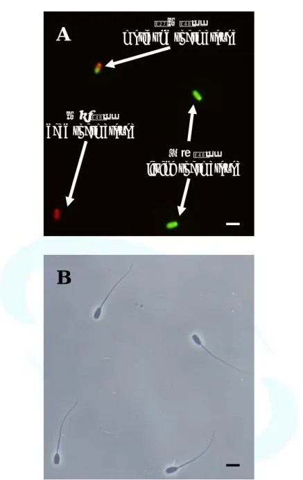Fig. 5. Fuorescence microscopy displaying spermatozoa viability that  were fluorescently stained with LIVE/DEAD sperm viability kit  ( A )