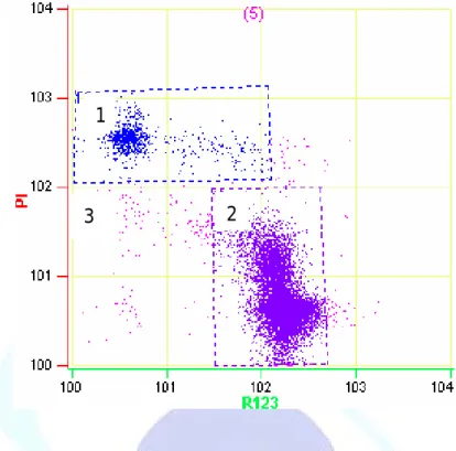 Fig. 8. Dot plots resulting from flow cytometric analyses mitochondrial  function of a semen sample