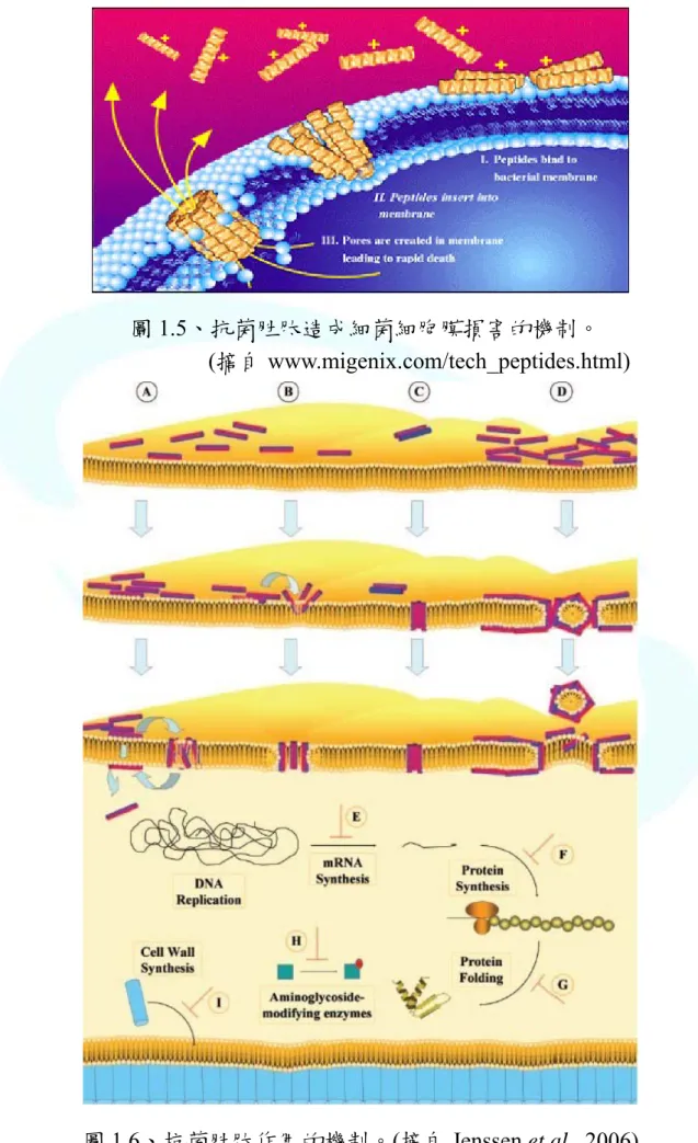圖 1.5、抗菌胜肽造成細菌細胞膜損害的機制。   
