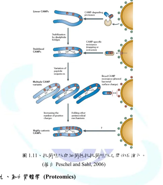 圖 1.11、抗菌胜肽與細菌抵抗抗菌胜肽之間的共演化。   