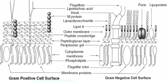 Figure 9. Composition of the cell surfaces of gram-positive and gram-  negative bacteria.（Moat et al., 2002） 