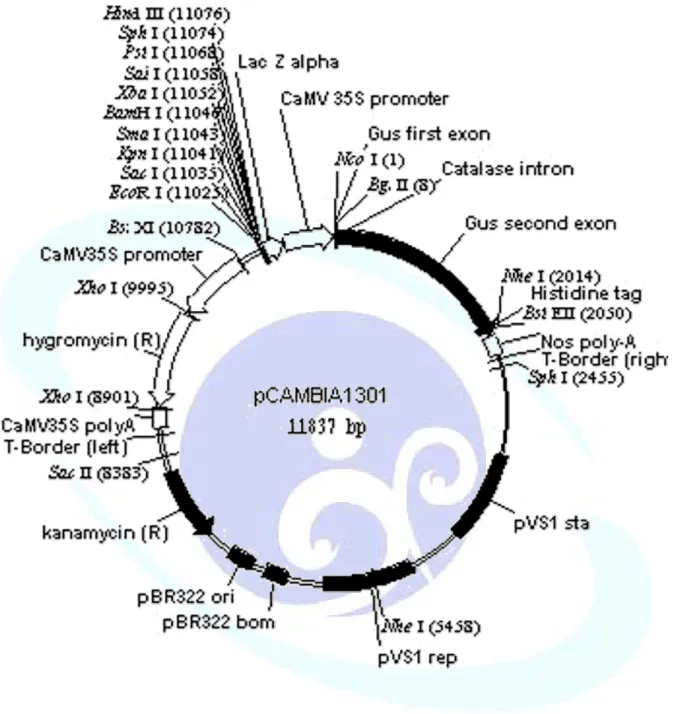 圖 4. pCAMBIA1301 之圖譜 ( CAMBIA 網站的資料) 