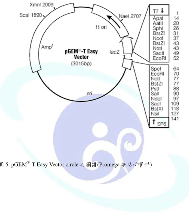 圖 5. pGEM ® -T Easy Vector circle 之圖譜(Promega 網站的資料) 
