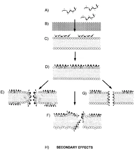 圖 1-2  螺旋型抗菌胜肽和目標膜之間的作用。(Tossi et al., 2000) 